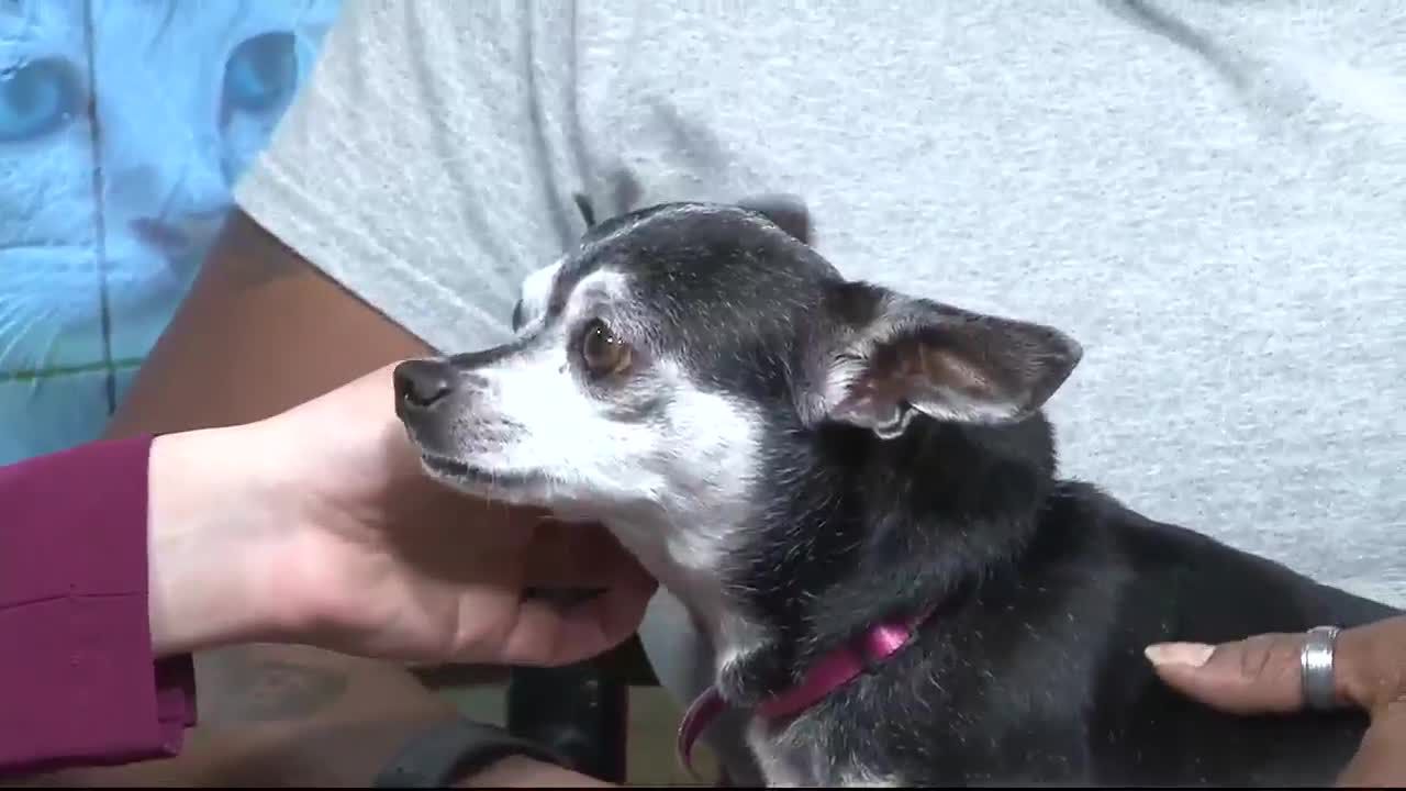 Up FUR Adoption Baby WFXG