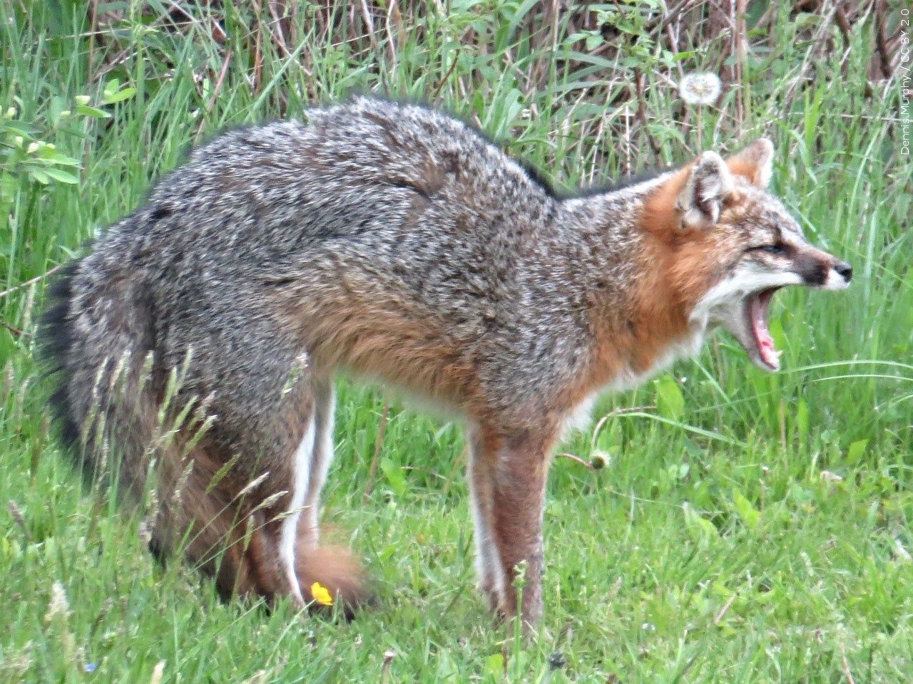 Rabid fox discovered in Aiken County WFXG