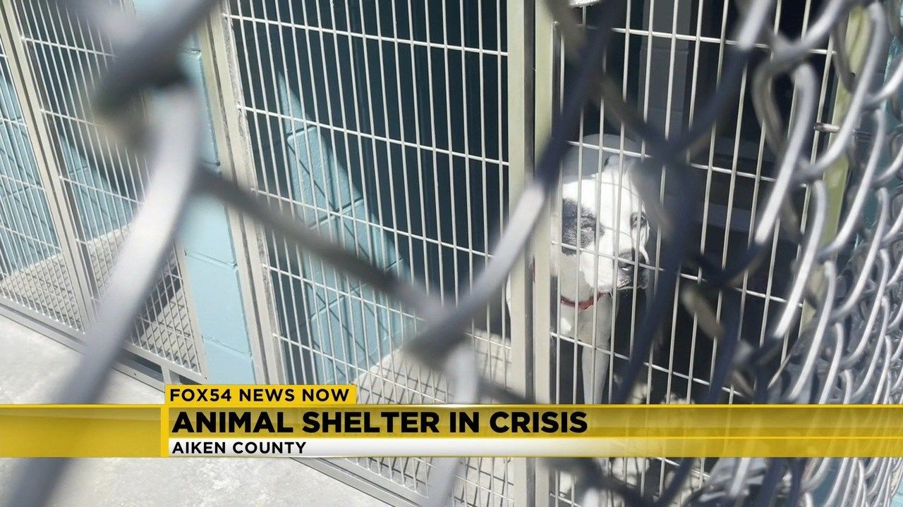 Local animal shelter in 'crisis' due to overcrowding WFXG