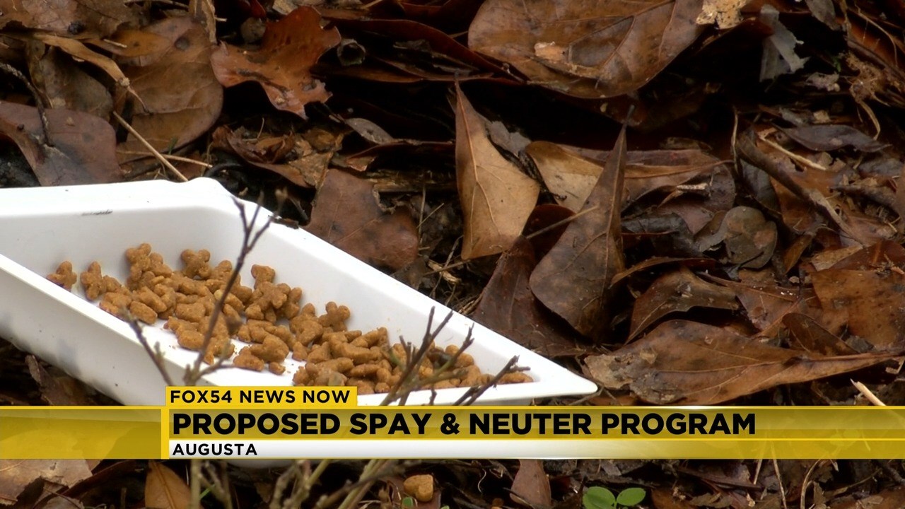 Non-profit looks to give funding to Augusta Animal Services to help control stray cat population