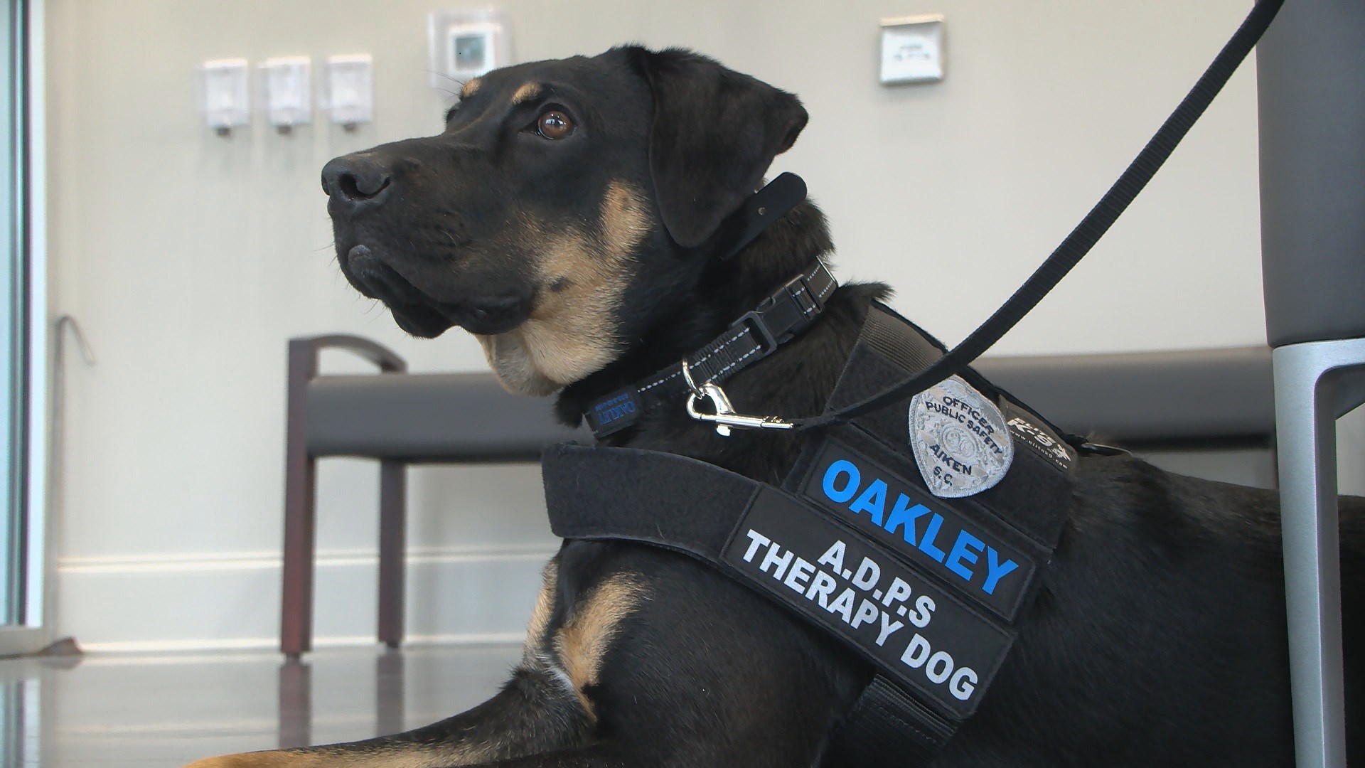 Oakley the new team member of Aiken Department of Public Safet WFXG